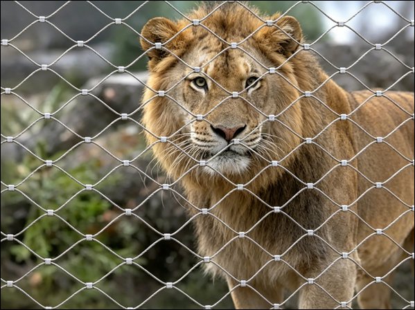 Zoo Wire Rope Netting Mesh